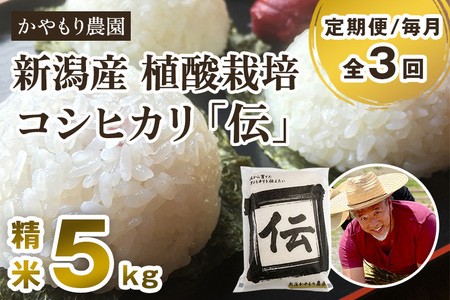 【令和7年産新米】【定期便3回毎月お届け】新潟産コシヒカリ「伝」白米真空パック 精米5kg 《9月下旬~順次出荷》 かやもり農園