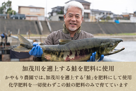 【定期便12ヶ月毎月お届け】新潟産コシヒカリ「伝」白米真空パック 精米5kg 南麻布の高級料亭で提供される極上米 かやもり農園 定期便 定期購入 定期 コシヒカリ 新潟県産コシヒカリ 米 お米コシヒカリ コシヒカリ コシヒカリ コシヒカリ コシヒカリ