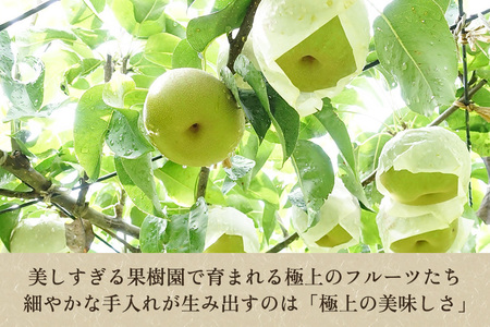 新潟県産和梨 幸水 約5kg《2023年8月中旬以降配送》こうすい 果物 ...