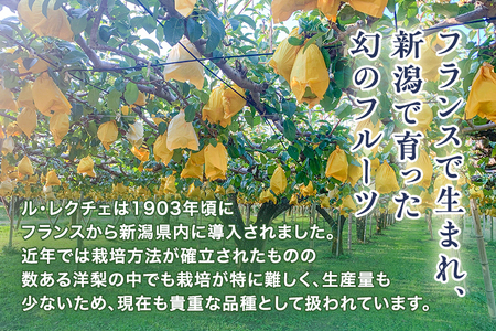 【2025年先行予約】新潟特産 幻の洋梨ル・レクチェ 贈答用 4kg（9～11玉）《11月下旬以降順次発送》