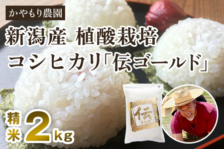 【令和5年産米】新潟産コシヒカリ「伝ゴールド」白米真空パック 精米2kg 南麻布の高級料亭で提供される極上米 かやもり農園 コシヒカリ 新潟県産コシヒカリ 米 お米