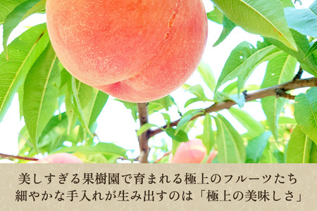 【2026年先行予約】たかはし果樹園 謹製 桃と和梨の内容おまかせ詰め合わせセット 約3kg《8月中旬～順次発送》