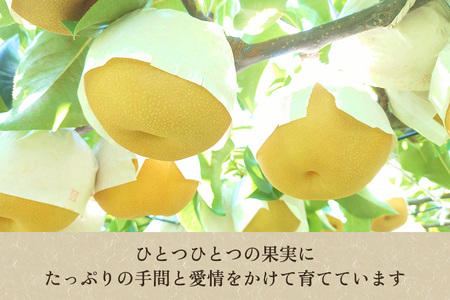 【2026年先行予約】たかはし果樹園 謹製 桃と和梨の内容おまかせ詰め合わせ 約5kg《8月中旬～順次発送》