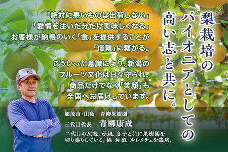 【2024年先行予約】青柳果樹園の和梨 新興 5kg (6～9玉)《11月上旬から出荷》しんこう フルーツギフト 加茂市 青柳果樹園 梨 梨 梨 梨 梨