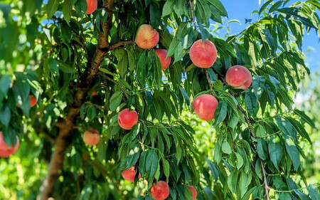 【2024年先行予約】新潟県産 厳選旬のもも 約2kg 《7月下旬～8月中旬配送予定》果物 フルーツ 桃 加茂市 いたみ果樹園 もも 桃 桃 桃 桃 桃