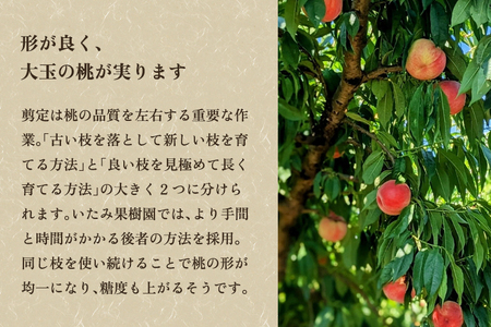 【2026年先行予約】新潟県産 厳選旬のもも 約5kg（1品種） 桃