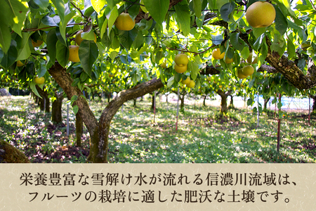 【2024年先行予約】新潟県産 和梨 豊水 3kg（6～9玉） 《9月上旬以降発送》ほうすい 果物 フルーツギフト 秋の味覚 加茂市 梨工房みつば会
