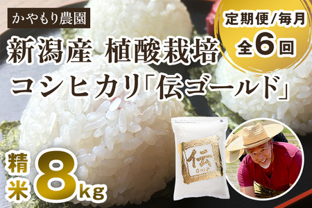 【定期便6ヶ月毎月お届け】新潟産コシヒカリ「伝ゴールド」白米真空パック 精米8kg（2kg×4）かやもり農園