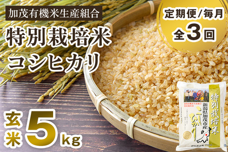 【定期便3回毎月お届け】【令和6年産新米先行予約】新潟県加茂市産 特別栽培米コシヒカリ 玄米5kg 従来品種コシヒカリ 加茂有機米生産組合 定期便 定期購入 定期 新潟県産コシヒカリ 米 お米