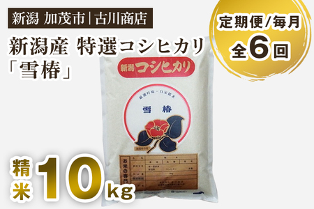 【令和7年産新米】【定期便6ヶ月毎月お届け】新潟県産 特選コシヒカリ「雪椿」精米10kg 《順次発送》 白米 加茂市 お米の専門店 古川商店