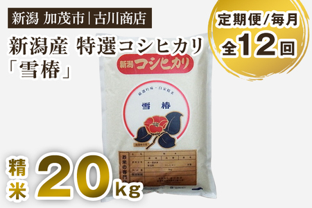 【令和7年産新米】【定期便12ヶ月毎月お届け】新潟県産 特選コシヒカリ「雪椿」精米20kg 《順次発送》 白米 加茂市 お米の専門店 古川商店