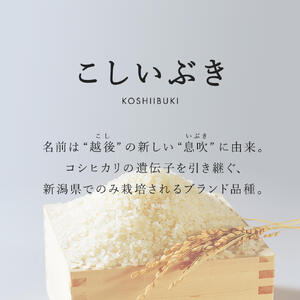 お米 定期便 6回 計 48kg こしいぶき 令和6年産 8kg× 6ヶ月 精米 コシヒカリ を引き継ぐ美味しさ 新潟県産 ブランド 品種 精米 し立てをお届け 新潟 のど真ん中 見附市 米 白米 国産 ごはん ご飯