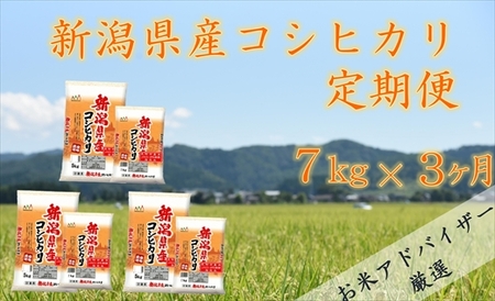 令和4年産 【3ヶ月連続お届け】新潟県産 コシヒカリ 7㎏（精米