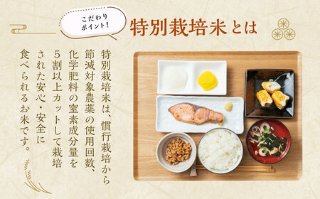 【令和7年産米】【精米即日発送】 新潟県村上市桃川産 特別栽培 コシヒカリ 6kg（2kg×3袋）　A4209