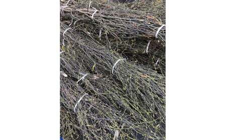 【数量限定】越後の黒文字アロマスプレー 2本セット(1本30ml) 1070005