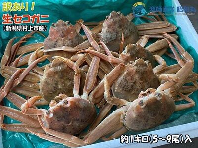 【年明け順次発送】【数量限定】＜訳あり＞冷蔵便　生セコガニ　約1kg（5～9尾入）1079005