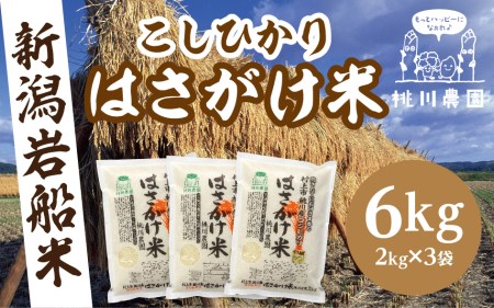 【精米即日発送・令和7年産米】新潟県村上市桃川産 特選コシヒカリ はさがけ米6kg B4040