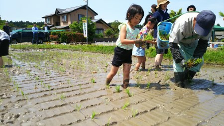 【精米即日発送・令和7年産米】新潟県村上市桃川産 特選コシヒカリ はさがけ米6kg B4040
