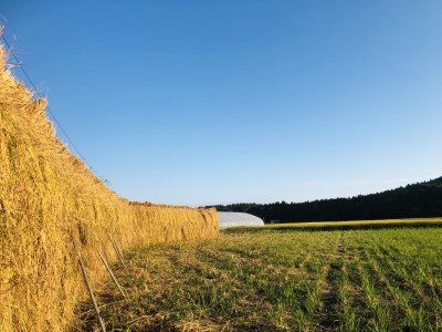 【精米即日発送・令和7年産米】新潟県村上市桃川産 特選コシヒカリ はさがけ米6kg B4040