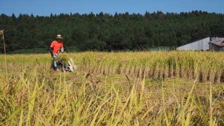 【精米即日発送・令和7年産米】新潟県村上市桃川産 特選コシヒカリ はさがけ米6kg B4040