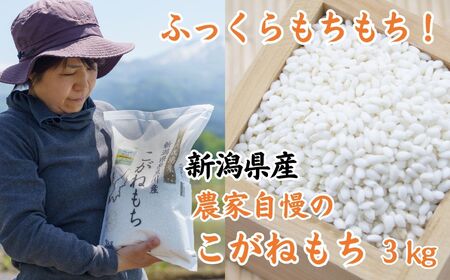 【令和7年産 新米】新潟県産 もち米『こがねもち』3kg 令和7年産 ふっくらモチモチ！ 芳醇な甘い香り 磯貝農場【ふるさと納税 米 ブランド米 餅 赤飯 おこわ 糸魚川 2025年産】