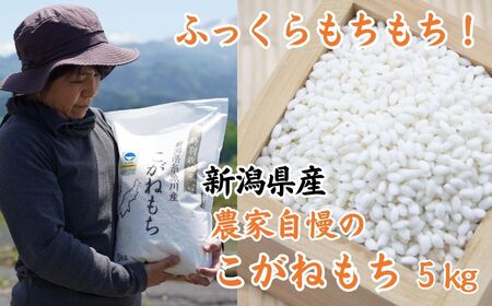 【令和7年産 新米】新潟県産 もち米『こがねもち』5kg 令和7年産 ふっくらモチモチ！ 芳醇な甘い香り 磯貝農場【ご飯 ライス ふるさと納税米 ブランド米 餅 赤飯 おこわ 糸魚川 2025年】