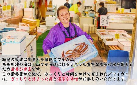 〈期間限定〉越後 本ズワイガニ 大 1杯 0.8~1kg 姿 糸魚川産 浜茹で 鮮度が命！茹でたて直送 ギフトにも おススメ!! ずわいがに かに カニ 蟹 魚正 国産 日本海 新潟県 