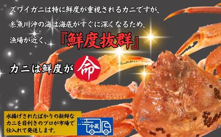 〈期間限定〉越後 本ズワイガニ 大 1杯 0.8~1kg 姿 糸魚川産 浜茹で 鮮度が命！茹でたて直送 ギフトにも おススメ!! ずわいがに かに カニ 蟹 魚正 国産 日本海 新潟県 