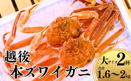 〈期間限定〉越後 本ズワイガニ 大 2杯 合計1.6～2kg  姿 糸魚川産 浜茹で 鮮度が命！茹でたて直送 ギフトにも おススメ!! ずわいがに かに カニ 蟹 魚正 国産 日本海 新潟県 