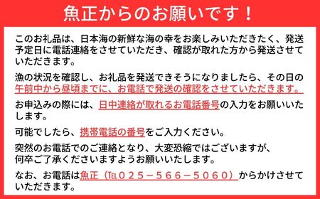 〈期間限定〉越後 本ズワイガニ 大 2杯 合計1.6～2kg  姿 糸魚川産 浜茹で 鮮度が命！茹でたて直送 ギフトにも おススメ!! ずわいがに かに カニ 蟹 魚正 国産 日本海 新潟県 