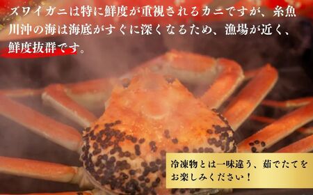 〈期間限定〉越後 本ズワイガニ 500g×2杯 計1kg 姿 糸魚川産 浜茹で 鮮度が命！ 茹でたて直送 日本海 磯貝鮮魚店 ずわいがに かに カニ 蟹 新潟県  