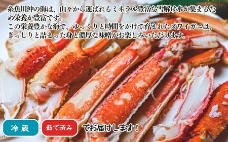 〈期間限定〉越後 本ズワイガニ 500g×2杯 計1kg 姿 糸魚川産 浜茹で 鮮度が命！ 茹でたて直送 日本海 磯貝鮮魚店 ずわいがに かに カニ 蟹 新潟県  