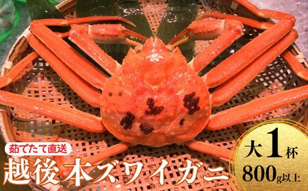 〈期間限定〉越後 本ズワイガニ 800g×1杯 姿 糸魚川産 浜茹で 鮮度が命！ 茹でたて直送 日本海 磯貝鮮魚店 ずわいがに かに 蟹 新潟県 