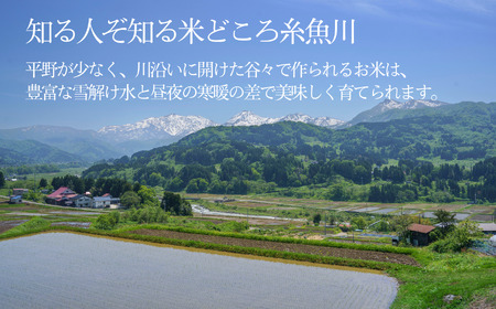 令和6年産新米【3ヶ月定期便】新潟県産 新之助 5kg×3回 毎月お届け 全15kg 糸魚川産 白米 2024年産 木島米穀店【米 お米 ご飯 ライス ふるさと納税米 ブランド米 しんのすけ 食品 おすすめ 人気 新潟県 糸魚川市 3か月 3ヵ月 3ヶ月】