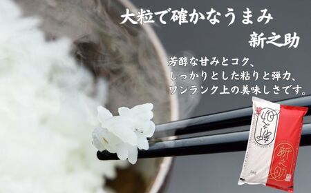 令和6年産新米【6ヶ月定期便】新潟県産 新之助 5kg×6回 毎月お届け 全30kg 糸魚川産 白米 2024年産 木島米穀店【米 お米 ご飯 ライス ふるさと納税米 ブランド米 しんのすけ 食品 おすすめ 人気 新潟県 糸魚川市 6か月 6ヵ月 6ヶ月】