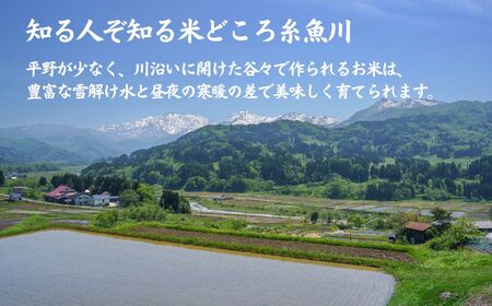 令和6年産新米【6ヶ月定期便】新潟県産 新之助 5kg×6回 毎月お届け 全30kg 糸魚川産 白米 2024年産 木島米穀店【米 お米 ご飯 ライス ふるさと納税米 ブランド米 しんのすけ 食品 おすすめ 人気 新潟県 糸魚川市 6か月 6ヵ月 6ヶ月】