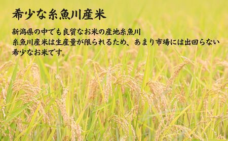 令和6年産新米【6ヶ月定期便】新潟県産 新之助 5kg×6回 毎月お届け 全30kg 糸魚川産 白米 2024年産 木島米穀店【米 お米 ご飯 ライス ふるさと納税米 ブランド米 しんのすけ 食品 おすすめ 人気 新潟県 糸魚川市 6か月 6ヵ月 6ヶ月】