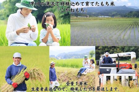 もち米『こがねもち』 1.5kg  (約1升) 新潟県産 【令和7年産】つやつやモチモチ もち米ならではの芳醇な香り 百姓や伝六 1等米【もち米 餅 赤飯 おこわ ふるさと納税 米 ブランド米 黄金餅 もち米 2025年産】