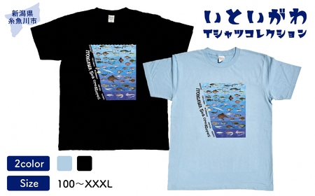 地域限定オリジナル Tシャツ『いとT』-魚図鑑- いといがわTシャツコレクション 男女兼用 綿100% メンズ レディース キッズ ファッション トップス スポーツ用品 新潟県 糸魚川市 (株)アド・クリーク