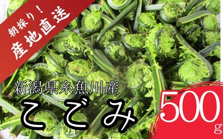 【期間限定】令和8年産 旬の山菜 こごみ 500g【新潟県 糸魚川市 山菜 コゴミ こごみ 野菜 能生谷 おおかやば山菜園】