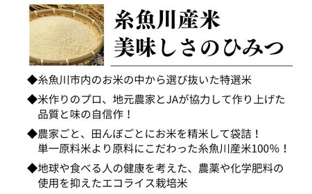 6ヶ月定期便】【令和5年産新米】新潟県産コシヒカリ 2kg×6ヶ月(合計12