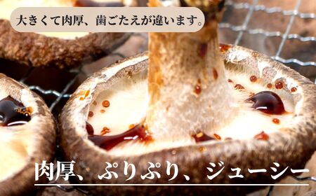 【期間限定】［おためしパック］生しいたけ 肉厚500ｇ（約12～15個）【お申込期限3月31日まで】ジャンボ手のひらサイズ  焼山しいたけ園 農園直送 新鮮 椎茸 シイタケ お取り寄せ グルメ 国産 糸魚川 新潟県