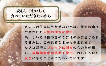 【期間限定】［おためしパック］生しいたけ 肉厚500ｇ（約12～15個）【お申込期限3月31日まで】ジャンボ手のひらサイズ  焼山しいたけ園 農園直送 新鮮 椎茸 シイタケ お取り寄せ グルメ 国産 糸魚川 新潟県