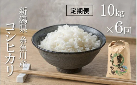 【6ヶ月定期便】新潟県産コシヒカリ10kg×6ヶ月(合計60kg)プロが認める棚田米 令和6年産 糸魚川 能生谷産こしひかり　