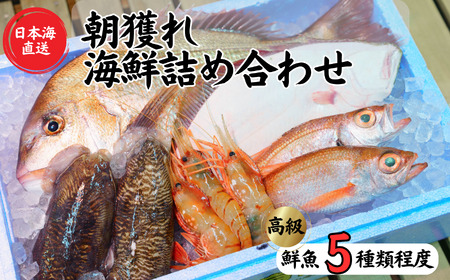 日本海直送 【高級鮮魚5種】鮮魚ボックス 旬の魚詰め合せ 魚のプロが選んだ厳選魚 新潟 糸魚川 能生漁港から朝獲れ新鮮な魚をお届け 生 (国産 天然 海鮮 お刺身 魚介類セット 鮮魚BOX 便利 簡単 お手軽 高級) 魚正