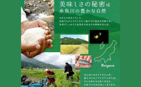 米 新米【令和6年産 新米先行予約】新潟産こしいぶき10kg プロが認めたうまい米 新潟県糸魚川  令和6年産 農家直送おいしいお米を農家直送でお届けします！ 粘りが少なく、しっかりとした粒にさっぱりとした味が特徴のどんな料理にも合うお米 コシイブキ こしいぶき 精米 白米 あぐ里能生