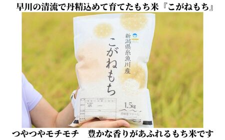 新米 新潟県産 もち米『こがねもち』1.5kg（1升）令和6年産 つやつやモチモチ もち米ならではの芳醇な香り 清耕園ファーム お正月 餅 赤飯 おこわ 【もち こがねもち もち米 こがねもち 】