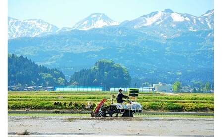 新米 新潟県産 もち米『こがねもち』3kg（2升）令和6年産 つやつやモチモチ もち米ならではの芳醇な香り 清耕園ファーム 【餅 赤飯 おこわ ご飯 ライス ふるさと納税 米 ブランド米】【もち こがねもち もち米 こがねもち 】