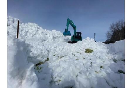 雪下キャベツ 野菜 きゃべつ 雪下野菜 雪下キャベツ 甘い 産地直送 農家直送 お取り寄せ グルメ 新潟県 妙高市