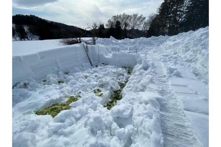 雪下キャベツ 野菜 きゃべつ 雪下野菜 雪下キャベツ 甘い 産地直送 農家直送 お取り寄せ グルメ 新潟県 妙高市